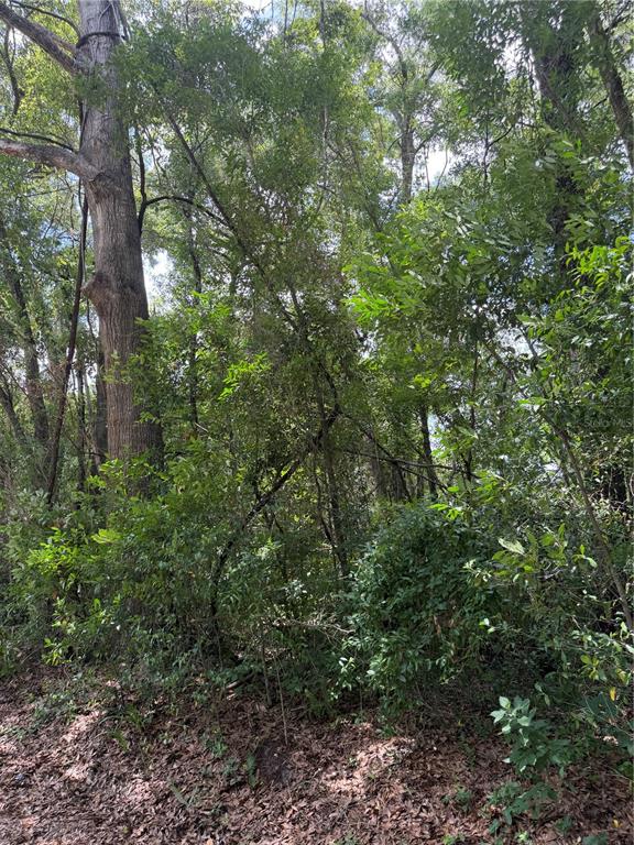 A dense, wooded lot with tall trees and thick underbrush covered in fallen leaves — TBD SW 76TH AVENUE, OCALA, FL