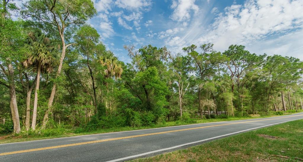 A paved road runs alongside a dense, wooded area with tall trees and palm trees — 12205 N ELKCAM BOULEVARD, DUNNELLON, FL