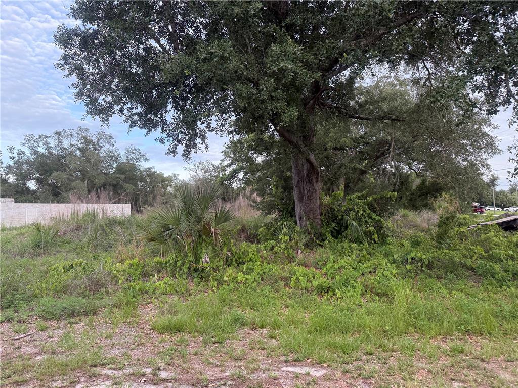 A large tree stands in a grassy, overgrown lot with a wall in the background — 1808 CAPITOL STREET, NORTH PORT, FL