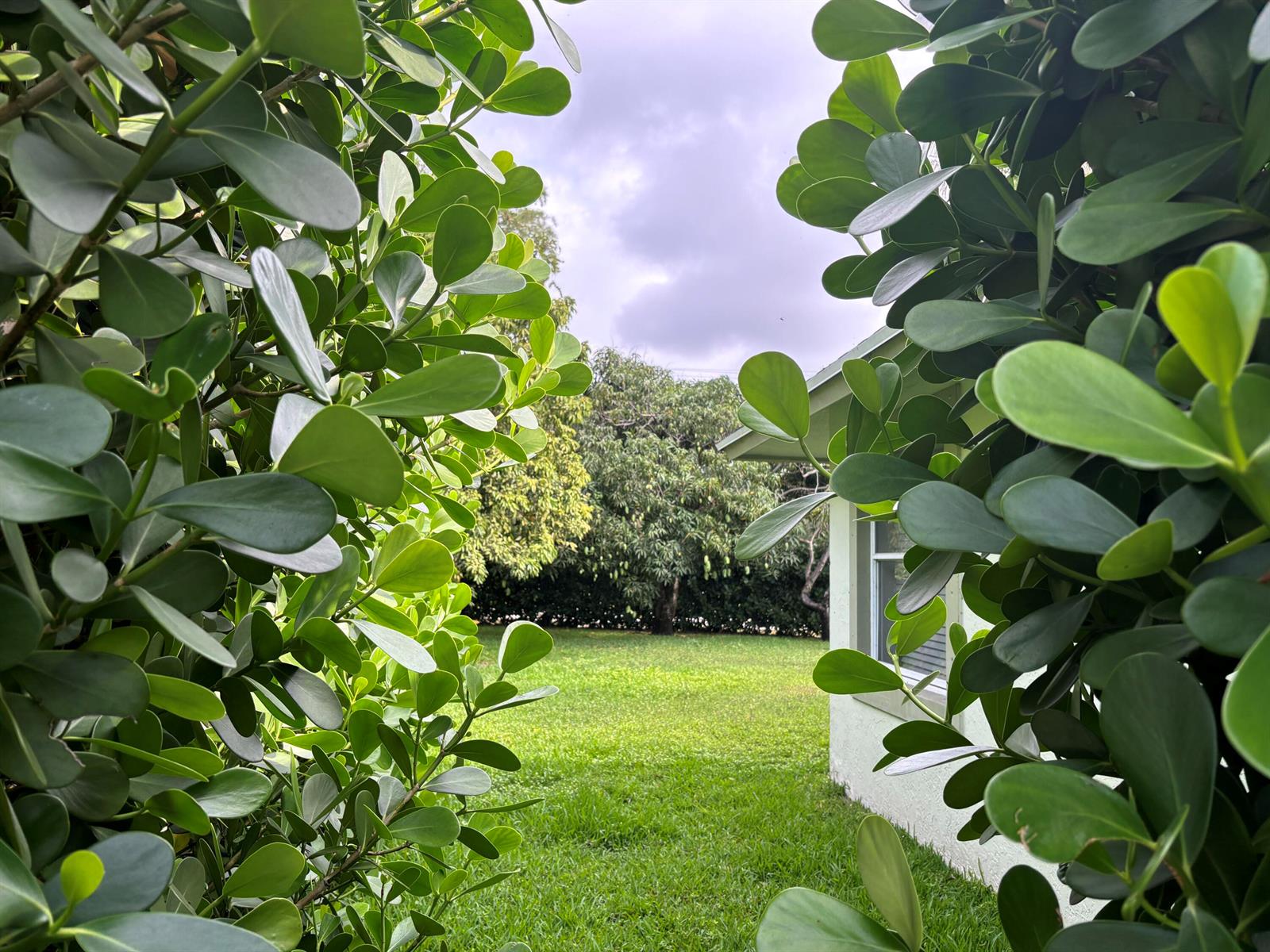 A view of a grassy backyard framed by lush green hedges next to a house — 1094 Raintree Lane, Wellington FL 33414, WELLINGTON, FL