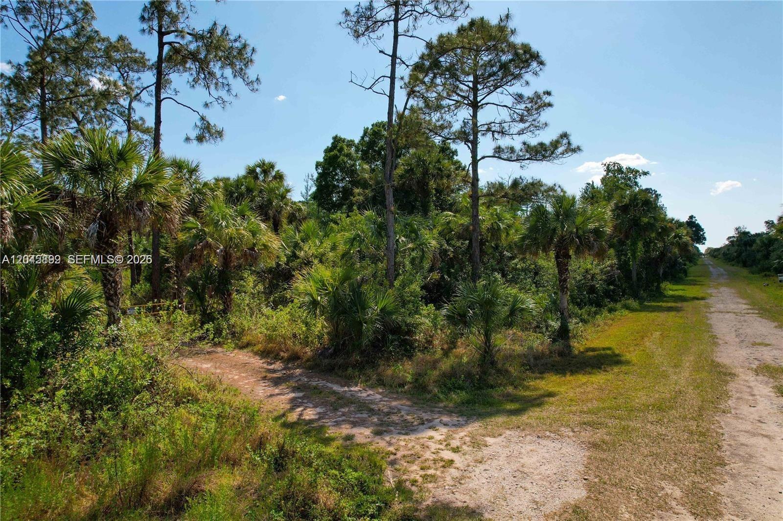 A dirt path leads into a wooded area with palm trees and tall pines — 4180 36th Ave SE, Naples FL 34120, NAPLES, FL