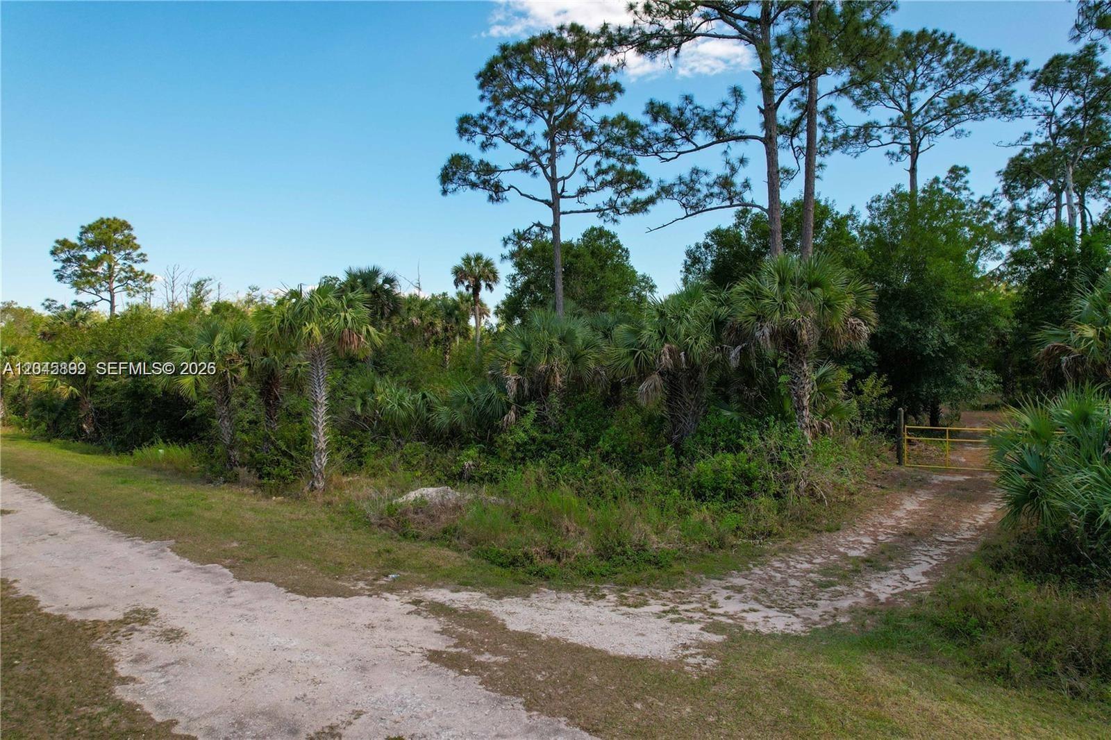 A dirt road forks in front of a densely wooded lot with palm trees — 4180 36th Ave SE, Naples FL 34120, NAPLES, FL