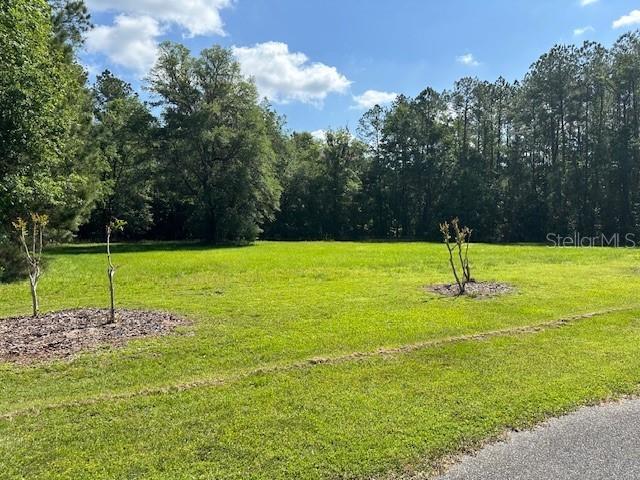 A grassy, vacant lot features a few small trees and a dense forest background — Parcel 3 SW 128TH ROAD, WORTHINGTON SPRINGS, FL