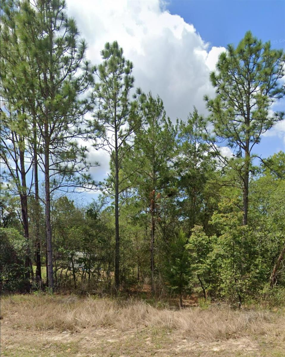 A wooded lot features several tall pine trees and dense underbrush under a cloudy sky — 3808 W Indian Rock Place, FL 34433, FL