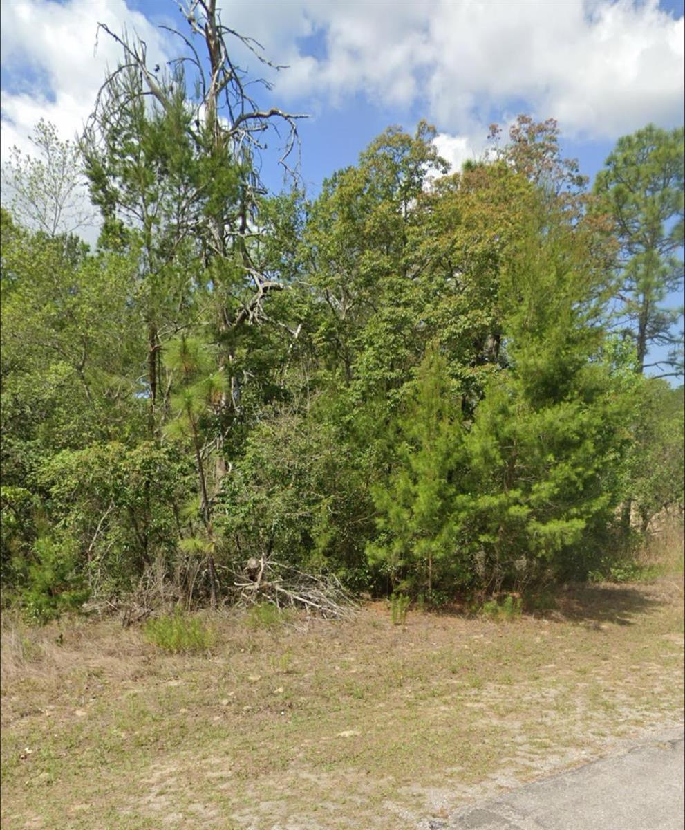 A view of a wooded lot with a mix of pine and deciduous trees — 3808 W Indian Rock Place, FL 34433, FL