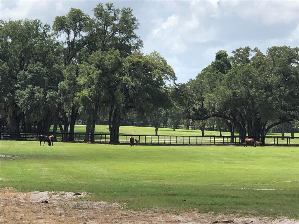 A grassy pasture with several horses grazing behind a wooden fence under large trees — 00 SE 30TH STREET, MORRISTON, FL