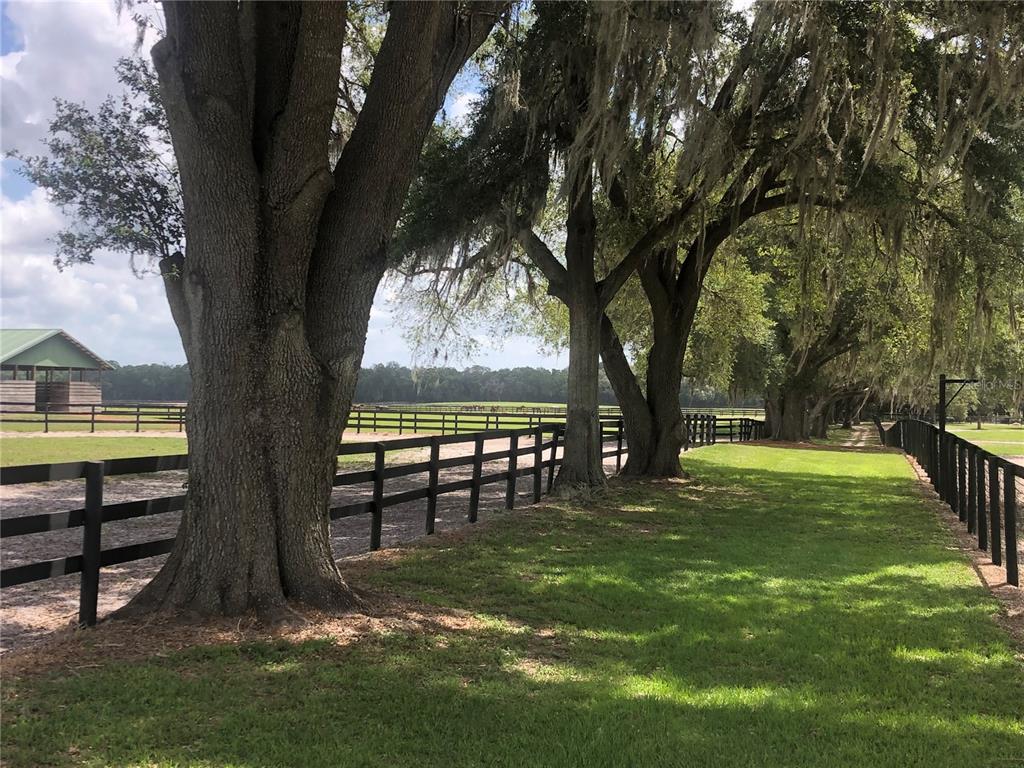 A black wooden fence lines a grassy pasture shaded by large, moss-draped oak trees — 00 SE 30TH STREET, MORRISTON, FL