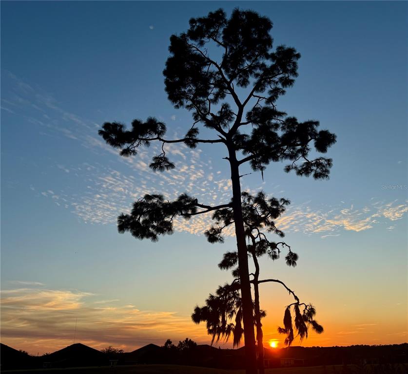 A silhouette of a tall pine tree stands against a vibrant sunset sky — 262 NORTHCOTE COURT, DELAND, FL