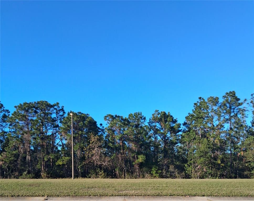 A grassy lot is bordered by a dense line of pine trees under a clear sky — INTERNATIONAL DRIVE S, ORLANDO, FL