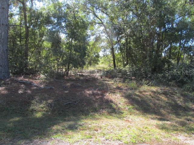 A wooded lot with dense trees and ground cover under a bright, sunny sky — 00 SE 169TH COURT, OCKLAWAHA, FL