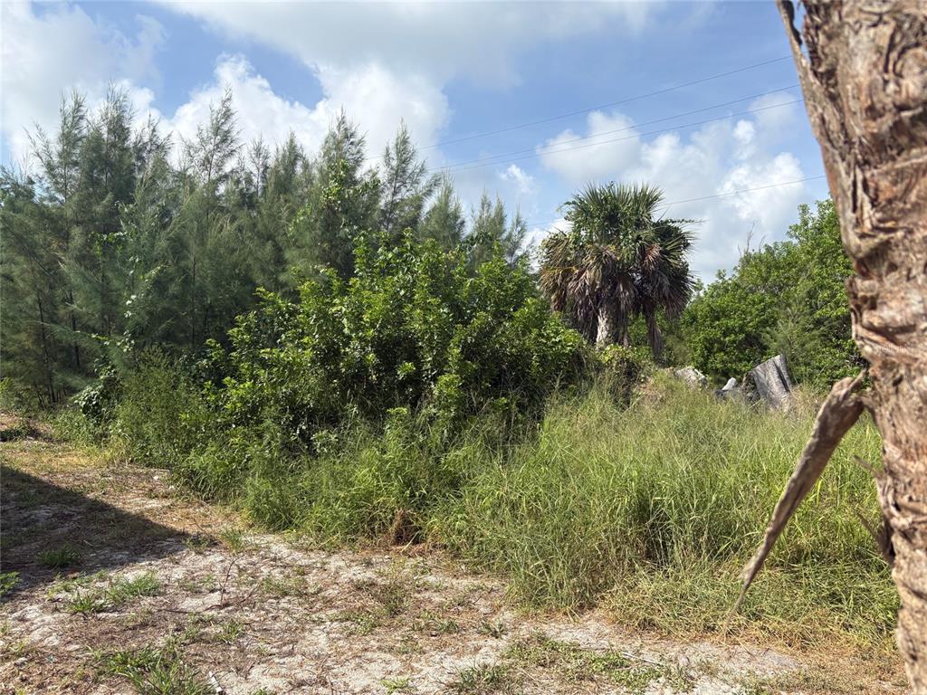A view of a sandy, overgrown lot featuring tall grasses, shrubs, and several mature trees — 8990 SEAGRAPE LANE, PLACIDA, FL