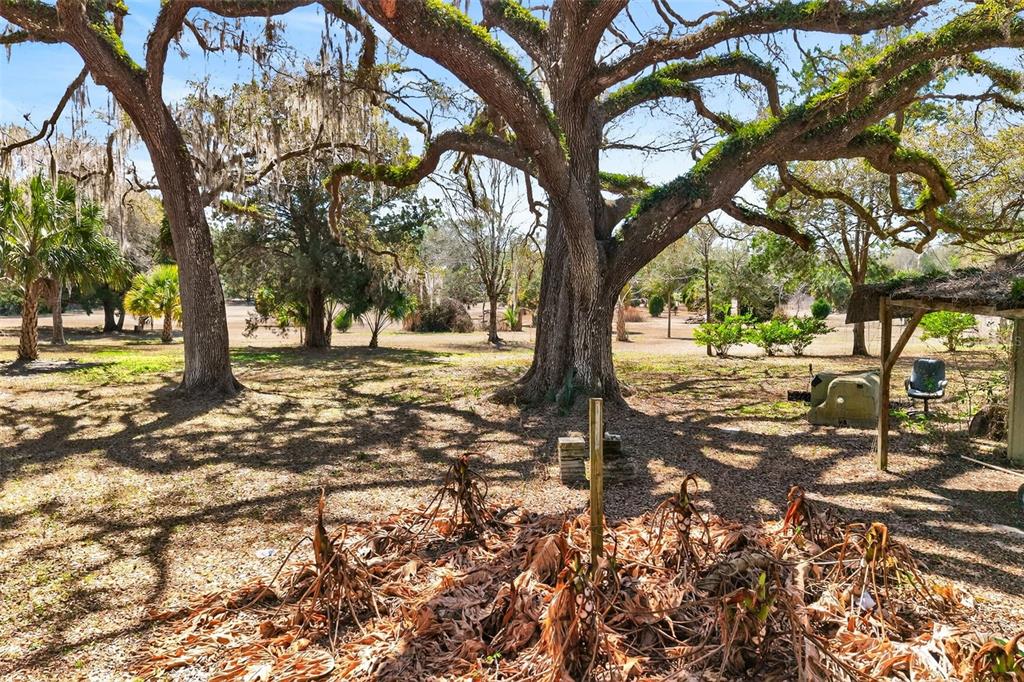 A large, moss-covered oak tree stands in a grassy yard with scattered dry leaves — 7610 E SPANISH TRAIL, FLORAL CITY, FL