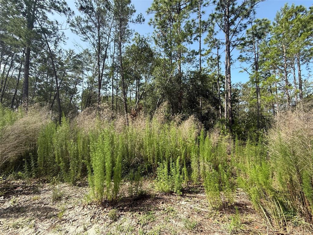 101 WASHINGTON AVENUE, SATSUMA, FL — photo 3 of 5