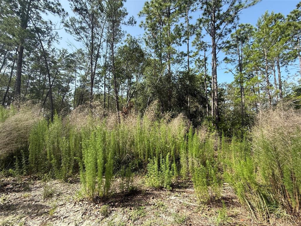 101 WASHINGTON AVENUE, SATSUMA, FL — photo 4 of 5