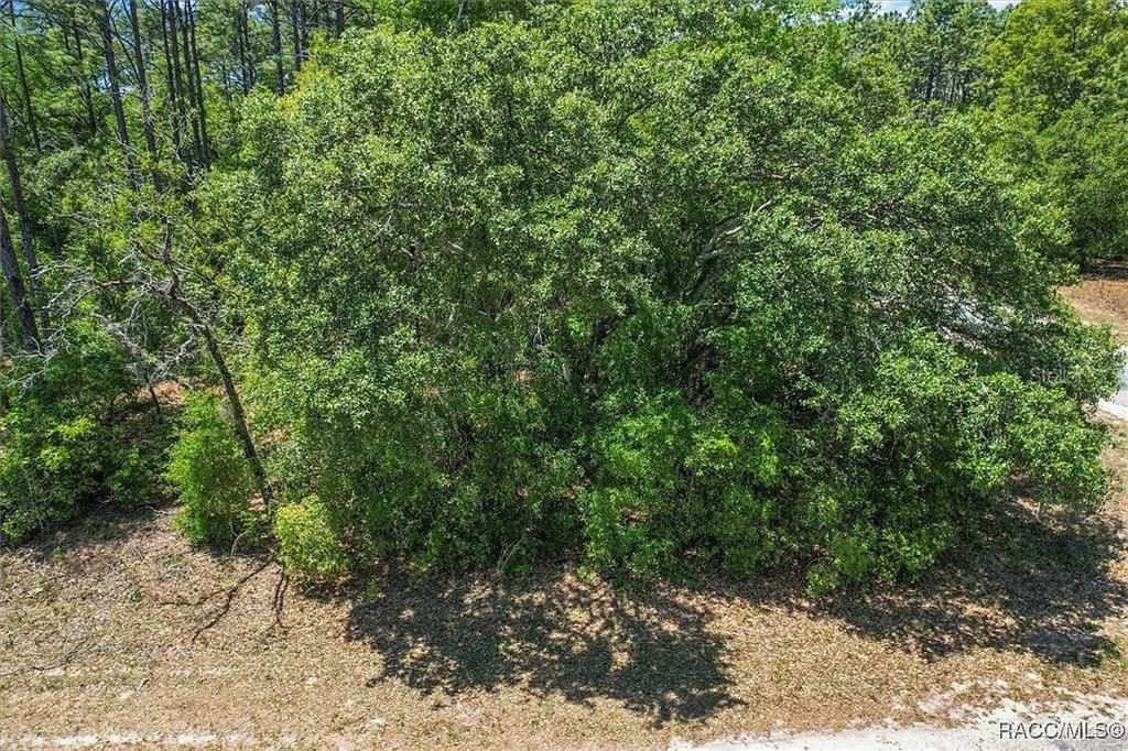 A large, dense tree stands in a wooded lot with a sandy foreground — 9410 N PEACHTREE WAY, CITRUS SPRINGS, FL