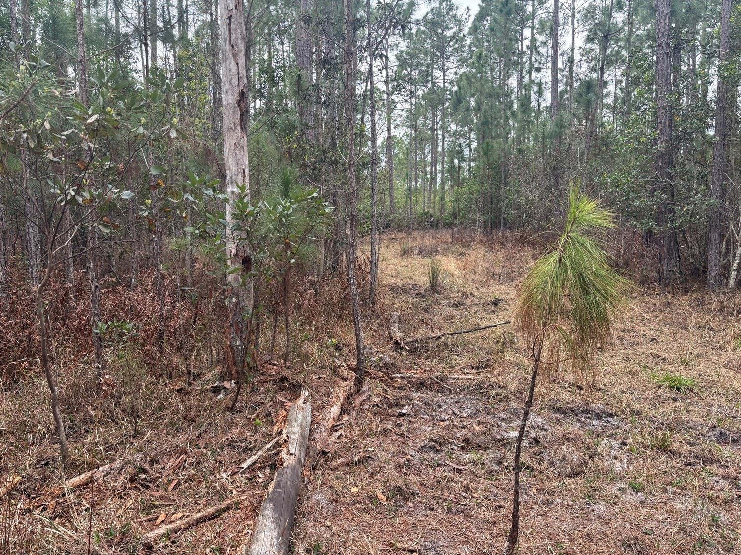 FL — photo 2 of 3