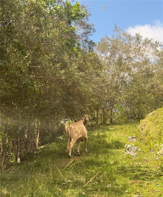A light-colored cow walks up a grassy, tree-lined hill on a sunny day — PR 6684 BUENA VISTA KM HM 2.5, MOROVIS, PR