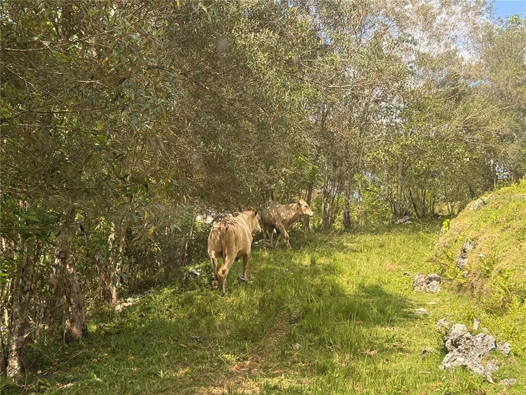 Two light-colored cows walk through a grassy, wooded area on a sunny day — PR 6684 BUENA VISTA KM HM 2.5, MOROVIS, PR