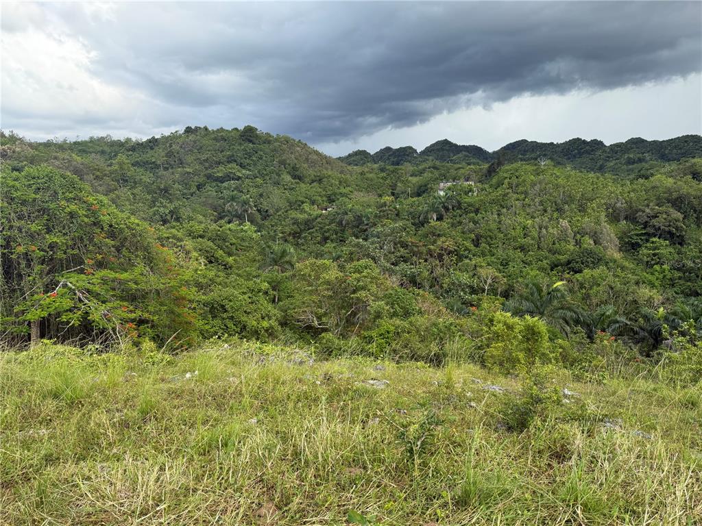 A grassy foreground overlooks a dense, hilly forest landscape under a cloudy sky — PR 6684 BUENA VISTA KM HM 2.5, MOROVIS, PR