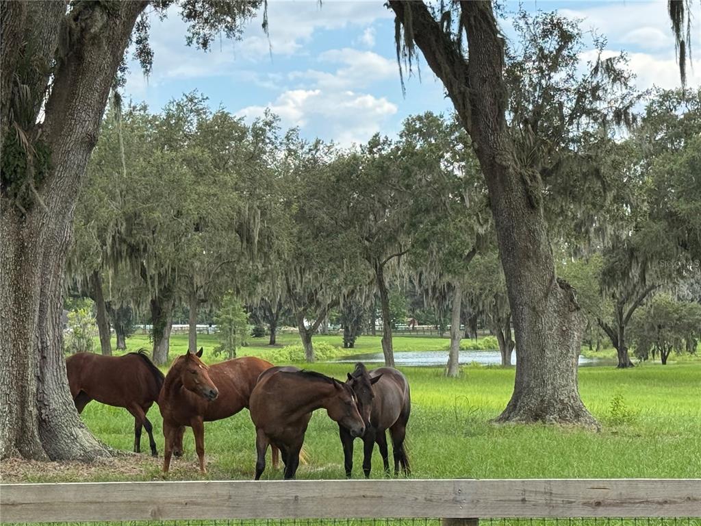 TBD SE 157TH STREET RD, SUMMERFIELD, FL — photo 4 of 14
