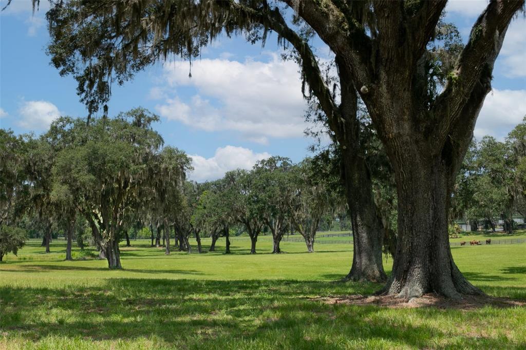 TBD SE 157TH STREET RD, SUMMERFIELD, FL — photo 5 of 14