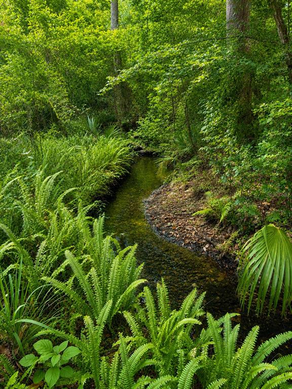 A narrow, clear stream flows through a lush, green forest filled with ferns and trees — 4415 NW 33RD COURT, GAINESVILLE, FL
