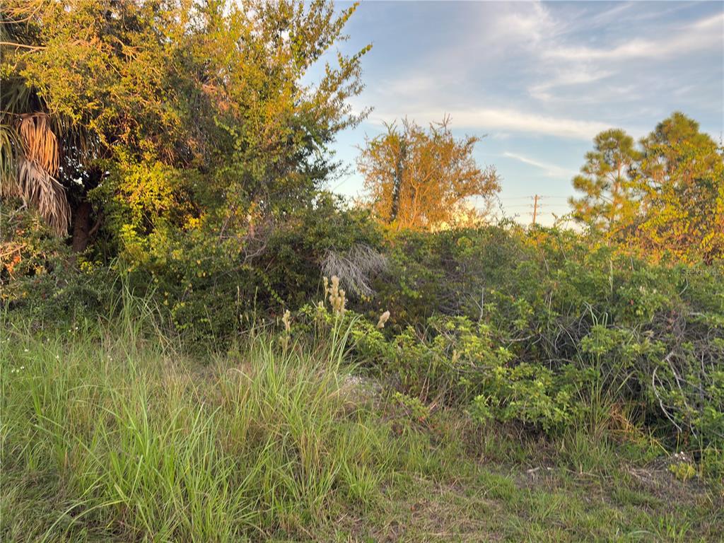 A view of a vacant, overgrown lot with dense green vegetation and tall grasses — 14251 INGRAHAM BOULEVARD, PORT CHARLOTTE, FL