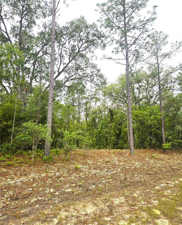 A wooded lot features tall pine trees and a ground layer of pine needles — 576 E NEMO DRIVE, DUNNELLON, FL