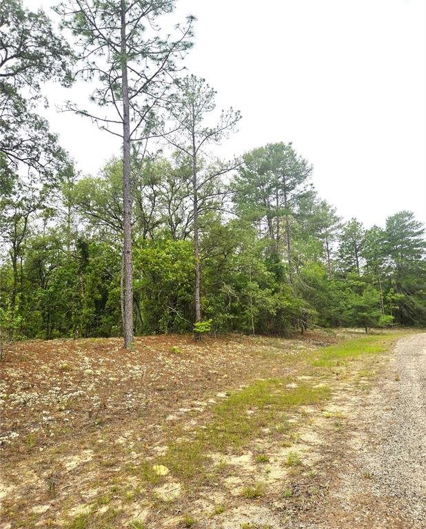 A gravel road runs alongside a wooded lot covered in pine needles and sparse vegetation — 576 E NEMO DRIVE, DUNNELLON, FL
