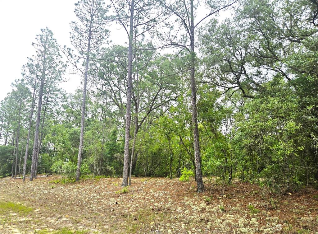 A wooded lot features tall pine trees and a sandy, lichen-covered ground surface — 576 E NEMO DRIVE, DUNNELLON, FL