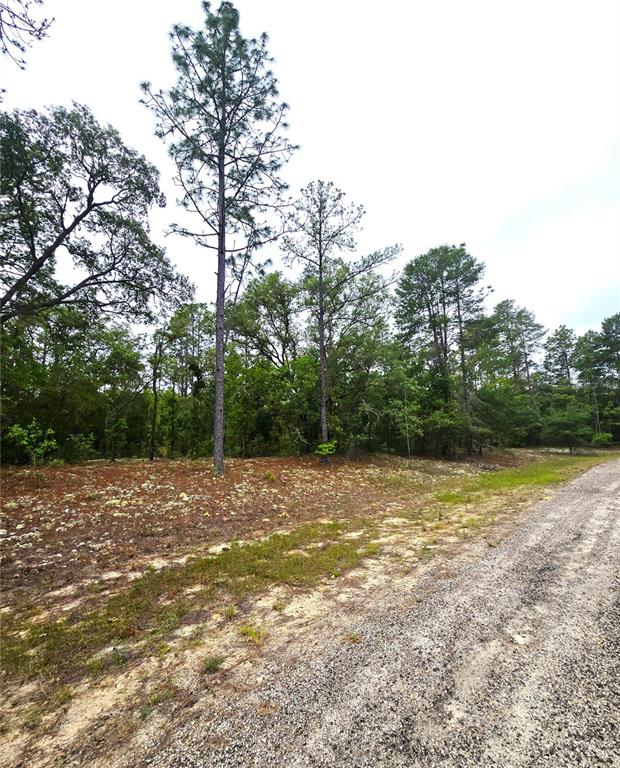 A gravel road runs alongside a wooded lot with tall pine trees and sandy ground — 576 E NEMO DRIVE, DUNNELLON, FL
