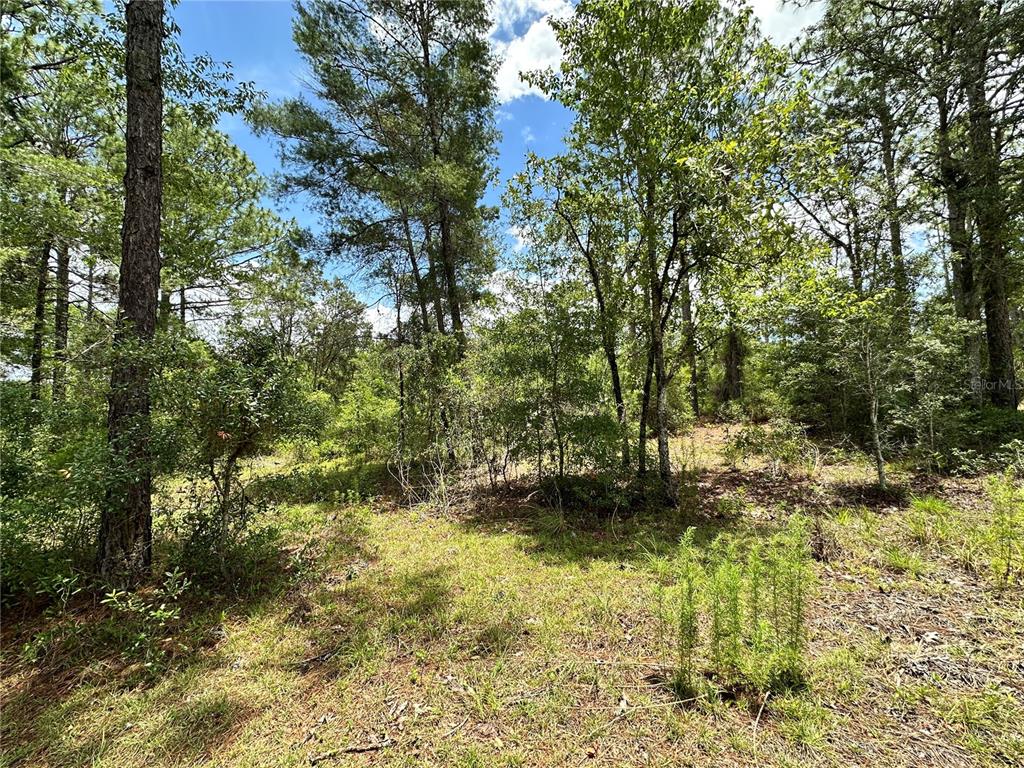 A wooded lot with tall pine and deciduous trees under a blue sky — TBD NE 69TH PLACE, BRONSON, FL