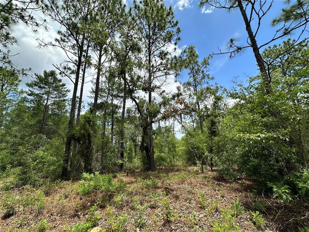 A wooded lot with tall pine trees and dense undergrowth under a blue sky — TBD NE 69TH PLACE, BRONSON, FL