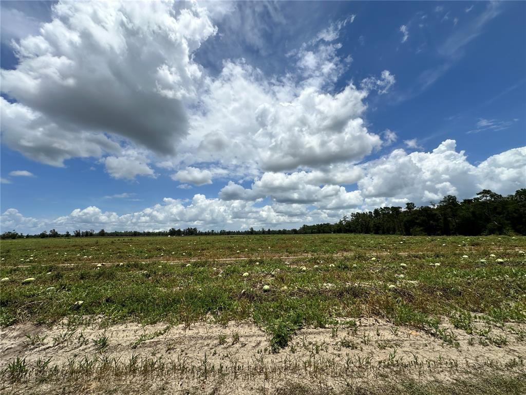 A large, open field with scattered watermelons under a bright, cloudy blue sky — TBD NE 69TH PLACE, BRONSON, FL