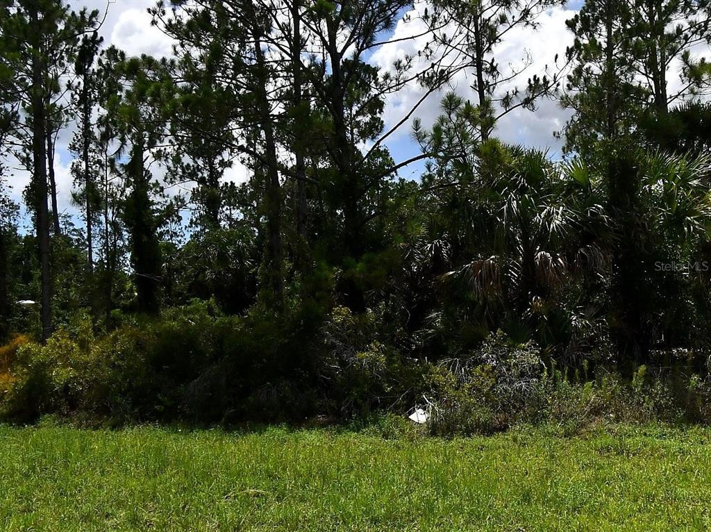 A grassy lot borders a dense forest of pine trees and palmettos under a cloudy sky — PONCE DE LEON BOULEVARD, NORTH PORT, FL
