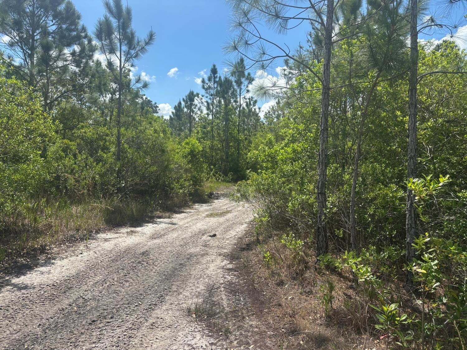 A dirt path winds through a wooded area with pine trees under a blue sky — 0 Holopaw Groves Road, FL 34772, FL