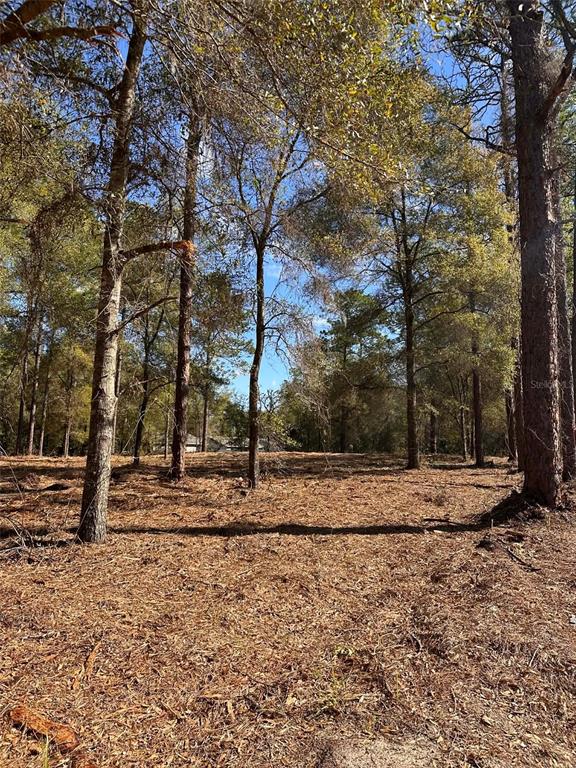 A wooded lot with tall pine trees and a ground layer of brown pine needles — 0 W HWY 40, OCALA, FL