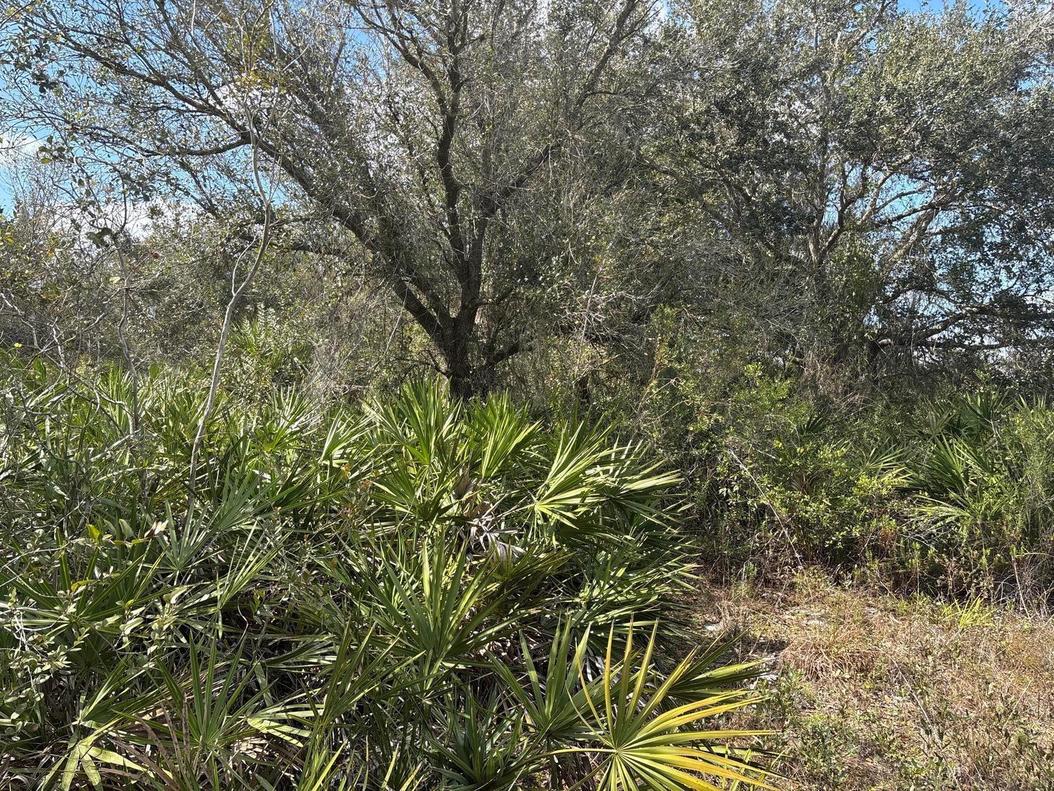A dense wooded area features large oak trees and low-growing saw palmetto plants — 0 NW 300th Street, Okeechobee FL 34972, OKEECHOBEE, FL
