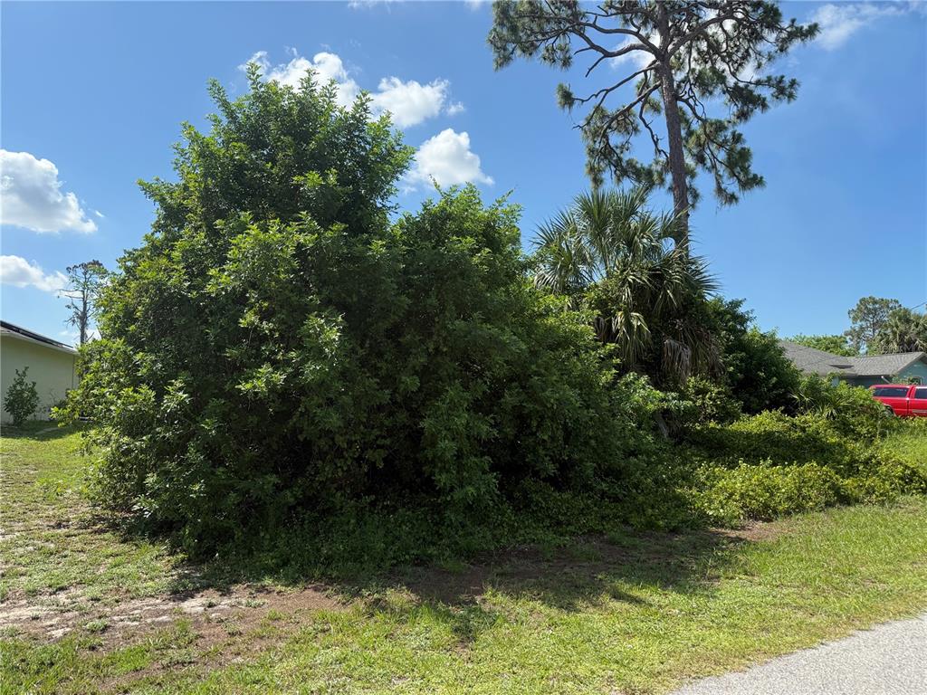A large, overgrown bush and a tall pine tree sit on a grassy residential lot — WEATHERTON STREET, NORTH PORT, FL