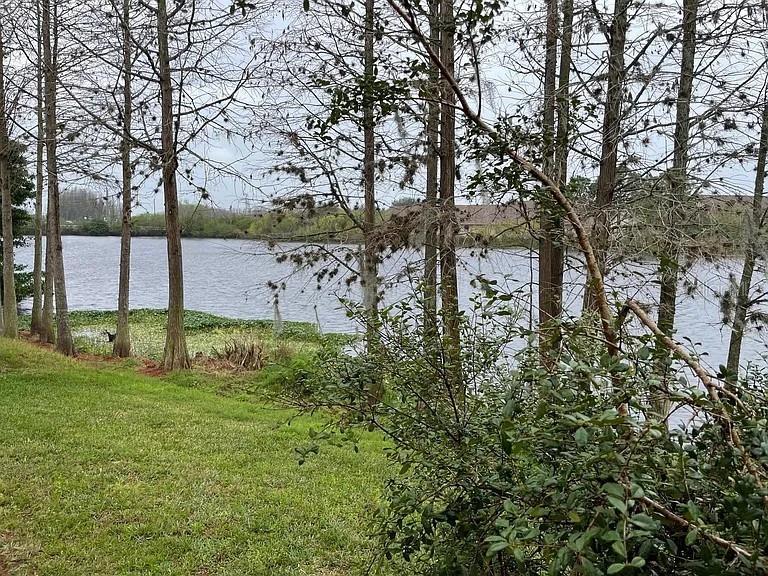 A grassy lawn leads to a lake framed by tall, thin trees with Spanish moss — 3449 HERON ISLAND DRIVE, NEW PORT RICHEY, FL