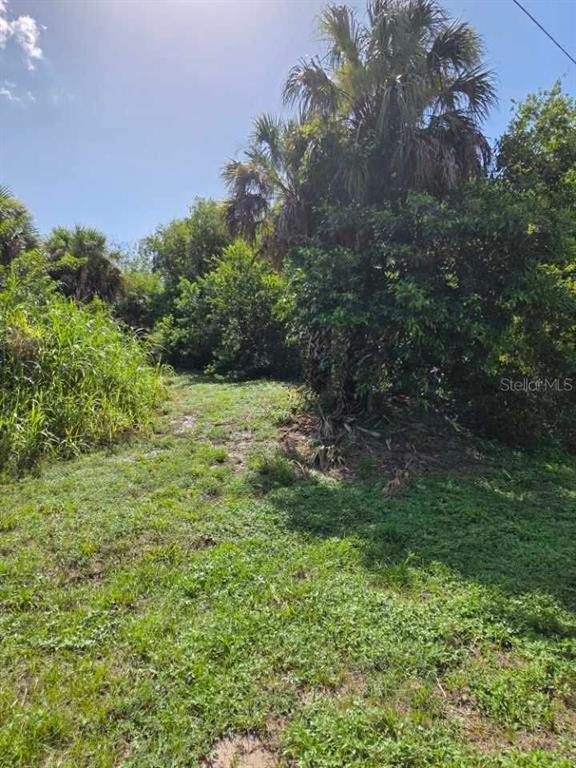 A grassy, overgrown lot features a large palm tree and dense surrounding vegetation — 16980 SW CONNERS HIGHWAY, CANAL POINT, FL