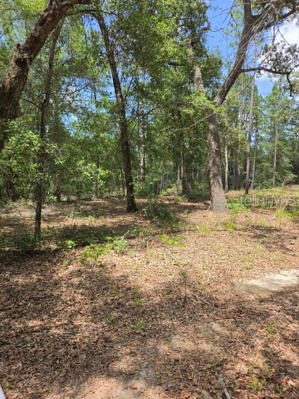 A wooded lot with tall pine trees and sparse ground vegetation under a blue sky — 8355 N ORTON WAY, DUNNELLON, FL