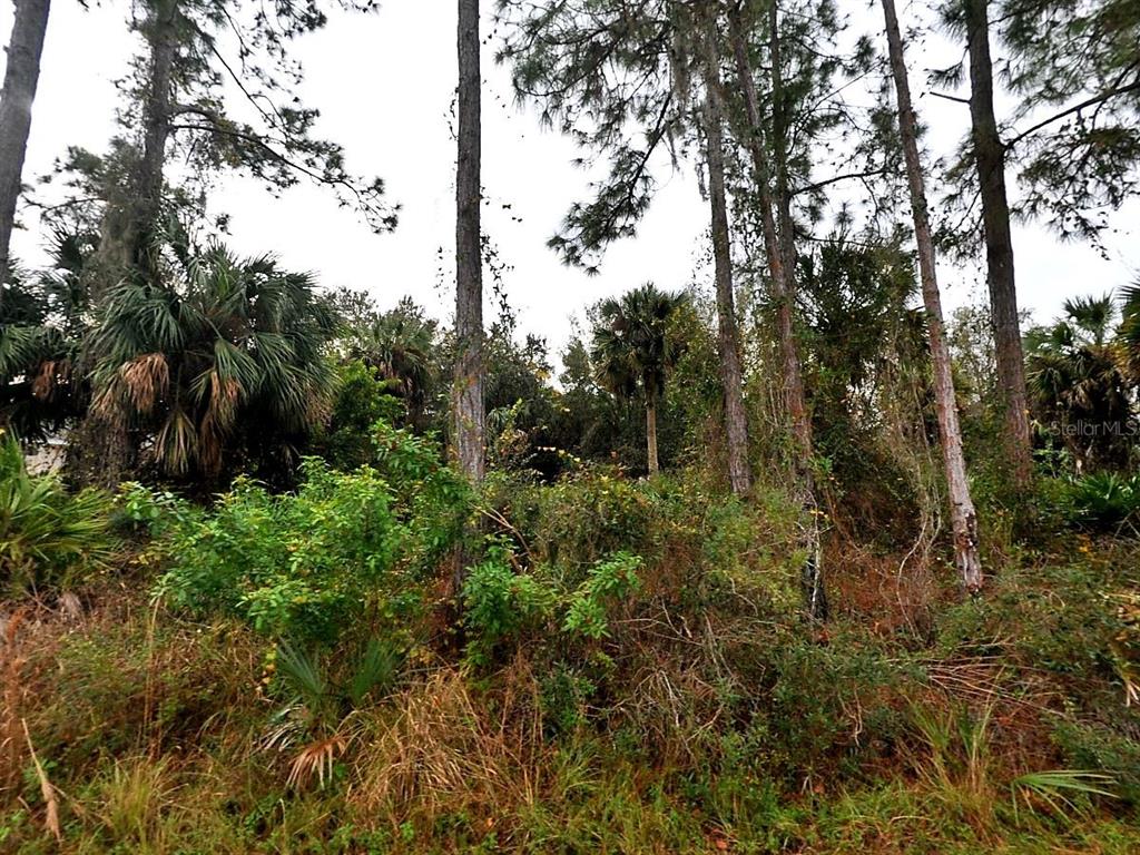 CISSUS AVENUE