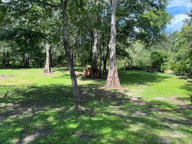 A grassy, wooded lot features several large cypress trees and a small pile of logs — 39849 STATE ROAD 575, DADE CITY, FL