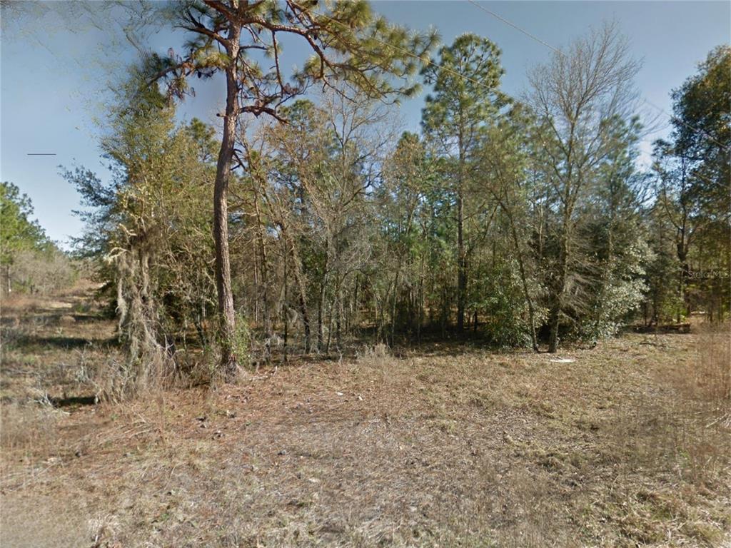 A wooded lot with a cleared foreground and scattered pine and deciduous trees — NE 15TH LN LOT 11, WILLISTON, FL