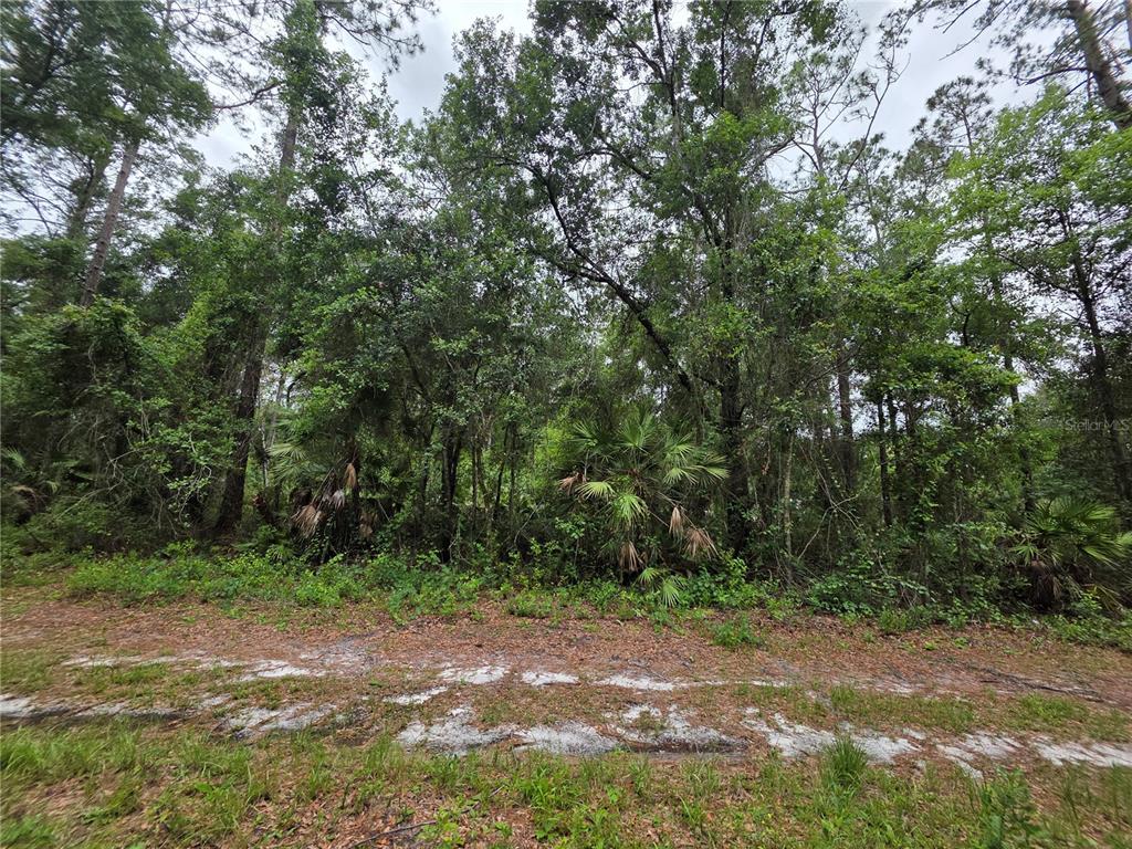 A dirt road runs in front of a dense, wooded lot with various trees and palms — 00 NE 66TH COURT, CITRA, FL