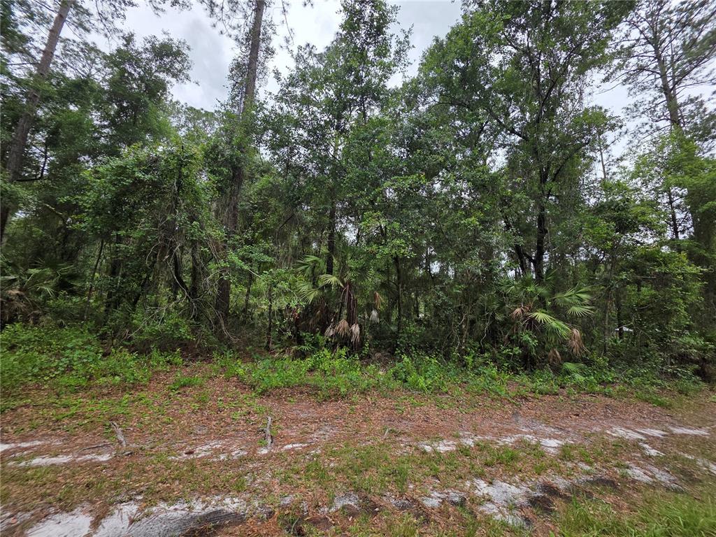 A view of a wooded lot with dense trees and sandy ground in the foreground — 00 NE 66TH COURT, CITRA, FL