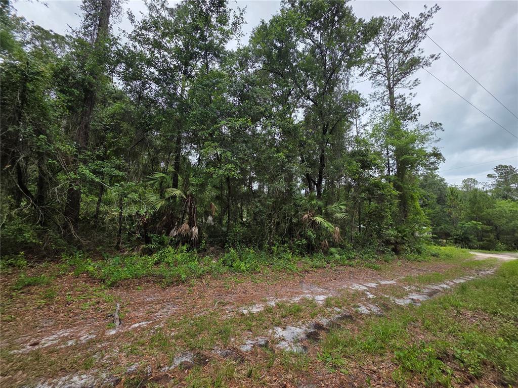 A dirt path leads to a dense, wooded lot with various trees and palmetto bushes — 00 NE 66TH COURT, CITRA, FL