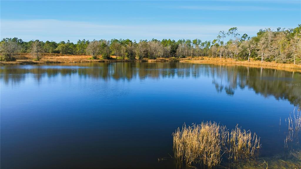 A calm pond is surrounded by a grassy shoreline and a dense forest of trees — TBD (Lot 2) NE 115TH LANE ROAD, FORT MC COY, FL