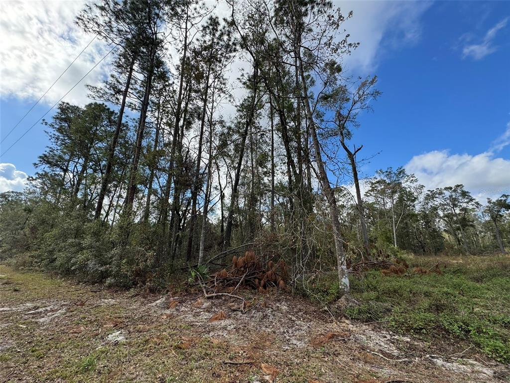 143RD DRIVE, O'BRIEN, FL — photo 3 of 8
